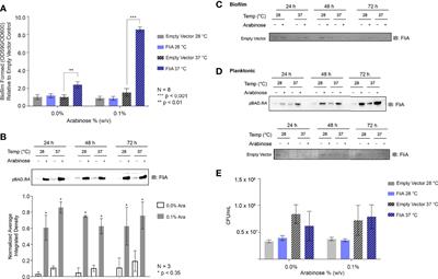 Temperature-Dependent Influence of FliA Overexpression on PHL628 E. coli Biofilm Growth and Composition